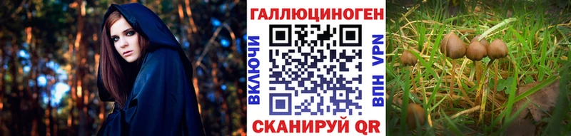 Купить где  Пересвет  Псилоцибиновые грибы Psilocybine cubensis 